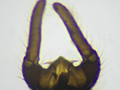 Trichocera major